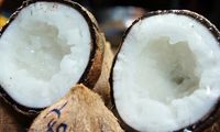 Kelapa Genjah Kopyor: Agronomi, Rantai Nilai, dan Pengembangan