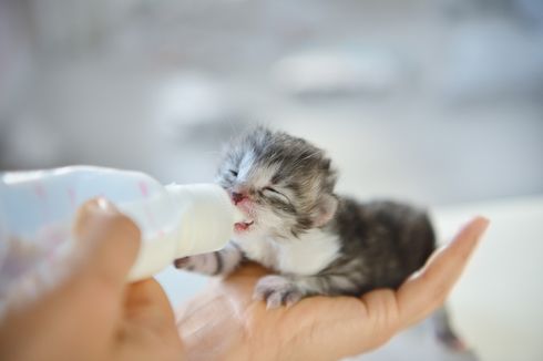 Jenis Susu yang Tidak Boleh Diberikan pada Anak Kucing