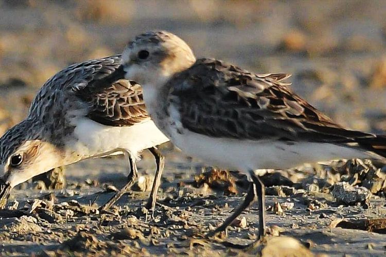 Dua ekor burung Kedidi leher merah  (Calidris ruficollis) yang salah satunya (kiri) masih remaja terpantau mengunjungi Danau Limboto di Gorontalo. Sejumlah burung migran lain yang terlihat oleh pengamat burung adalah Gagang bayam (Himantopus leucochepalus) dan Trinil kaki hijau  (Tringa nebularia).