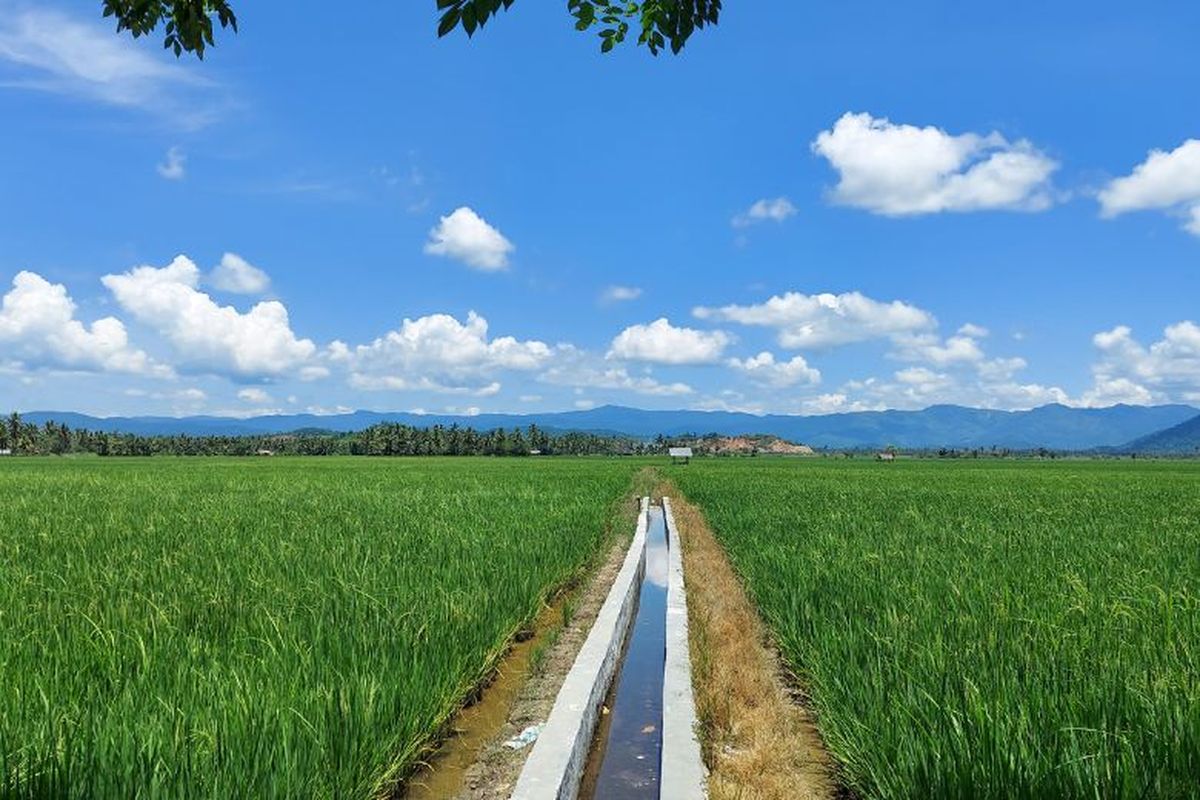 Rehabilitasi Jaringan Irigasi Tersier (RJIT) oleh Kementan di Kecamatan Ladongi Jaya, Kabupaten Kolaka Timur, Sulawesi Tenggara (Sulteng).