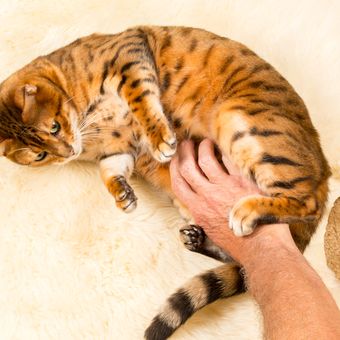 Ilustrasi membelai perut kucing. Kebanyakan kucing tidak suka dibelai perutnya karena merupakan area sensitif. 