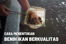 Hal yang Harus Diperhatikan dalam Memilih Benih Ikan Berkualitas