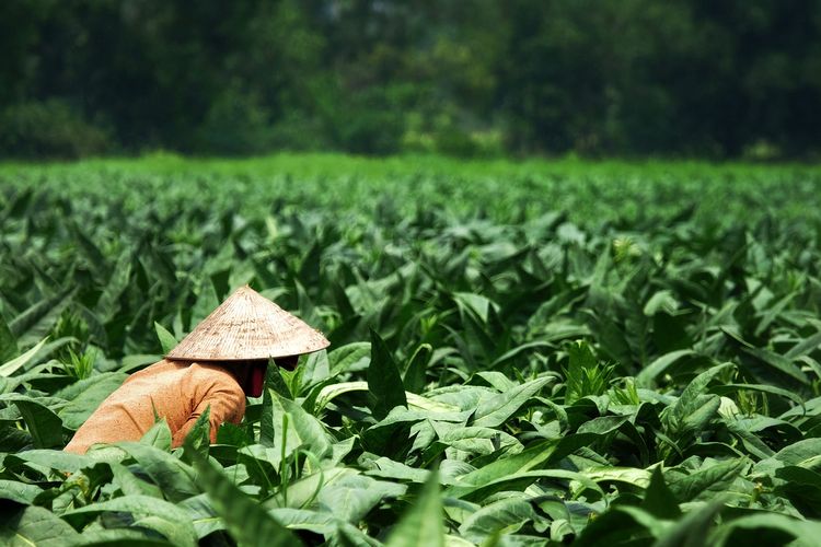 Industri Tembakau Dihantui Dampak Penyeragaman Kemasan Rokok