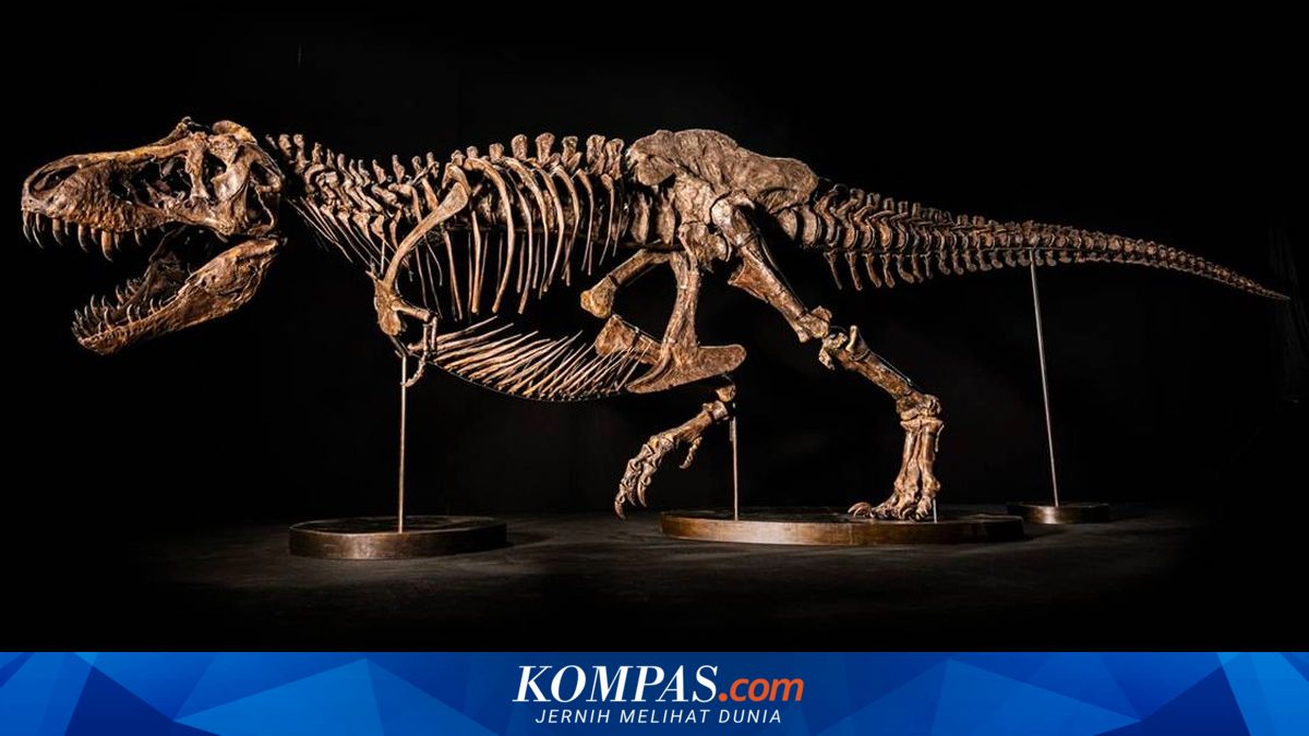 Christie's Tarik Kerangka T-rex yang Bakal Dilelang di Hong Kong