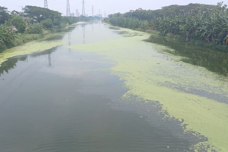 Apa Itu Mata Lele, Tanaman yang Bikin BKT Cilincing Jakut Berubah Hijau bak Matcha