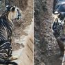 Dilaporkan Hampir Punah, Harimau Hitam di India Akhirnya Muncul