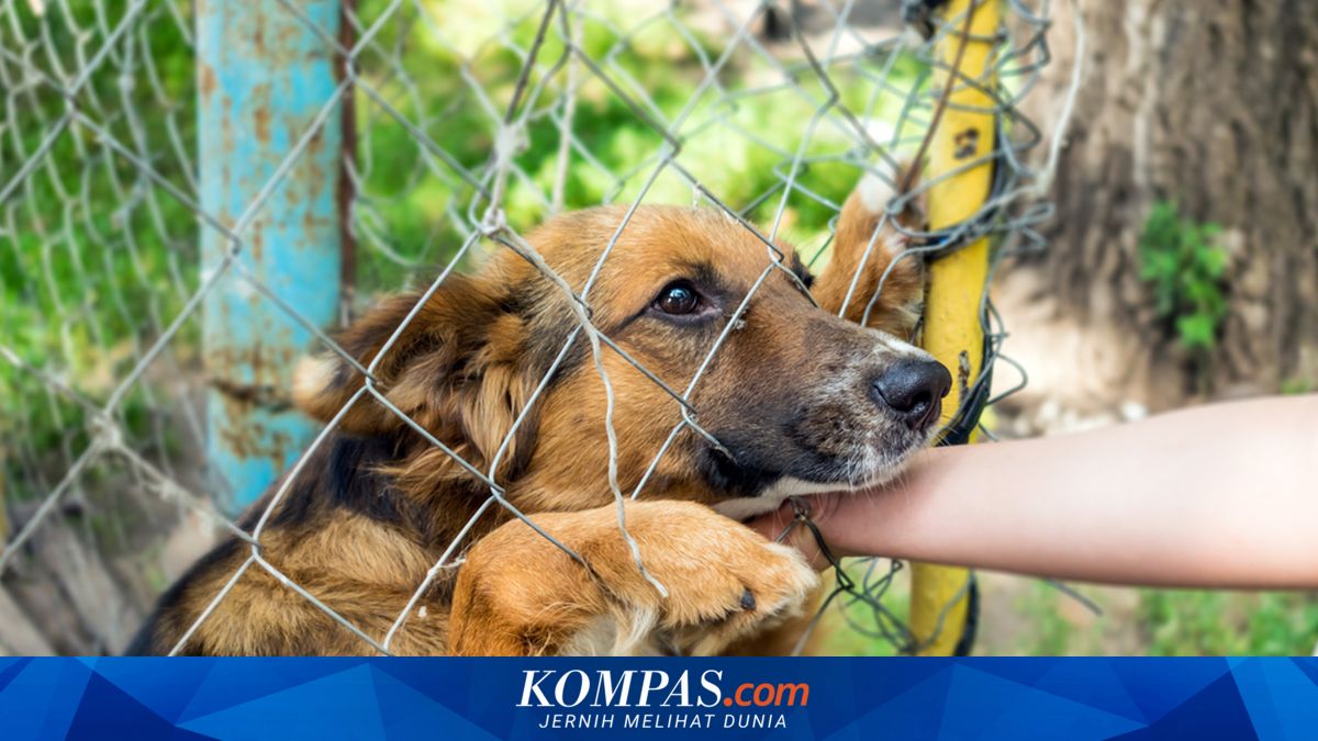 Sampel Telat Diambil, Anjing yang Serang 3 Anak di Buleleng Tak Bisa Dipastikan Rabies