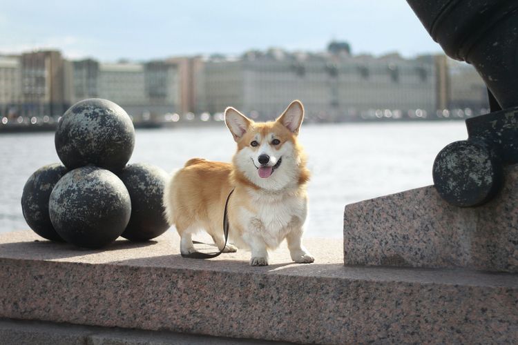 Pembroke Welsh Corgi