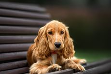 Perawatan untuk Atasi Bulu Anjing Rontok, Bisa Dilakukan di Rumah
