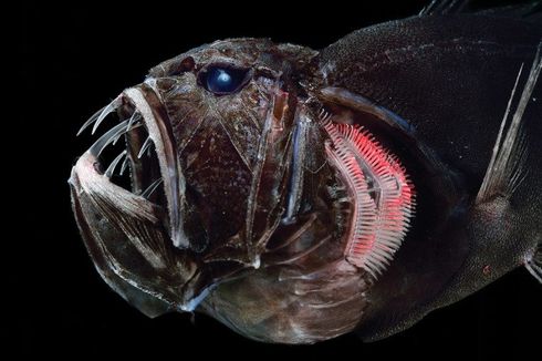 Evolusi Ikan di Laut Dalam, Mengapa Jadi Super Hitam?