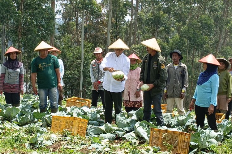 Capres nomor urut 1 Anies Baswedan (kemeja putih) saat melakukan panen raya di salah satu perkebunan di Pangalengan, Kabupaten Bandung, Jawa Barat, Rabu (29/11/2023)