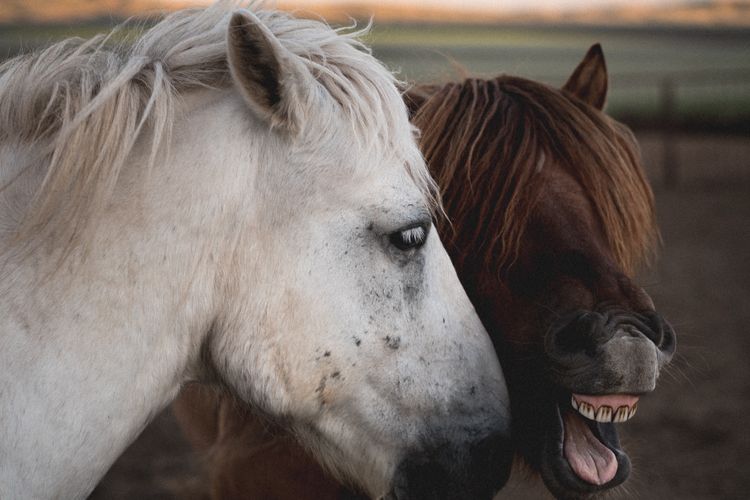 Kuda akan menggosokkan kepala satu sama lain untuk mencari kenyamanan.