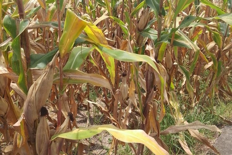 Dihentikan Sepihak, Penangkar Benih Jagung di Sikka Rugi Puluhan Juta