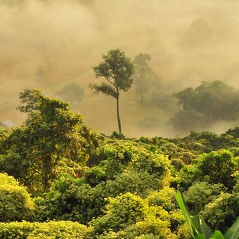 Ilustrasi hutan. 