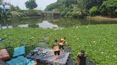 5 Langkah agar Waduk Pluit Bebas Eceng Gondok, dari Ambang Batas hingga Kompos