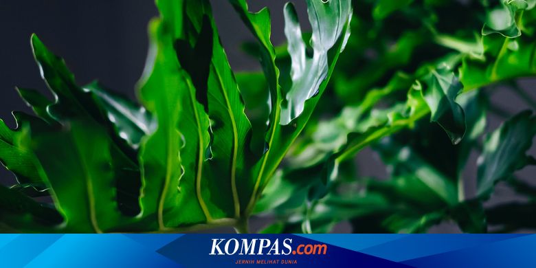 Sering Dikira Sama, Ini Perbedaan Monstera dan Philodendron