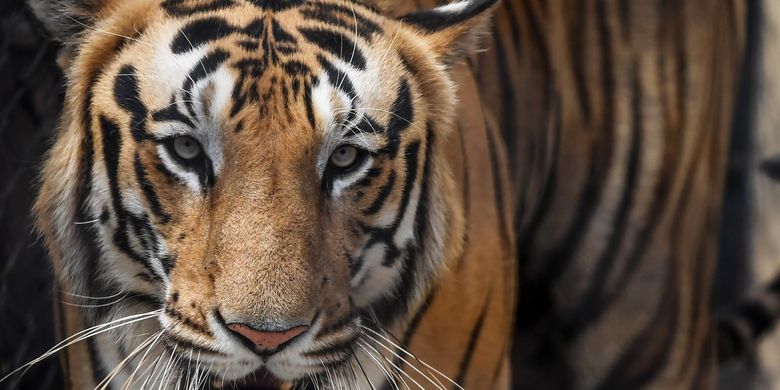 Ganas Harimau Gelandangan Di India Sudah Makan 3 Orang Halaman All Kompas Com