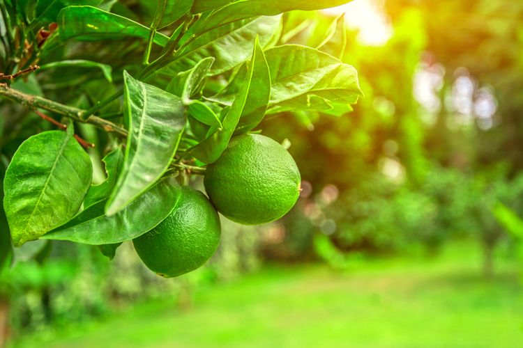 Ilustrasi jeruk limau, tanaman jeruk limau. 