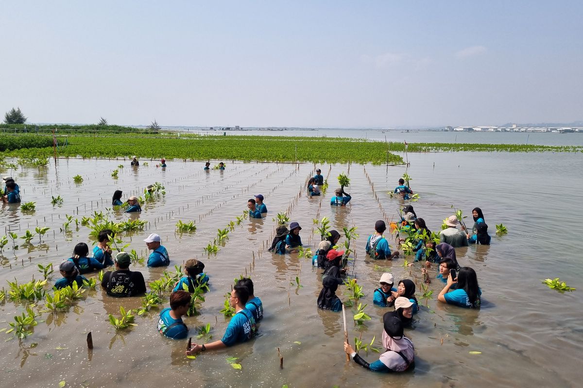 Para peserta menanam bibit mangrove di Kecamatan Tugu, Kota Semarang, Jawa Tengah, Rabu (24/7/2024). Kegiatan tersebut merupakan bagian dari peringatan Hari Mangrove Sedunia yang digelar oleh Bakti Lingkungan Djarum Foundation (BLDF). 