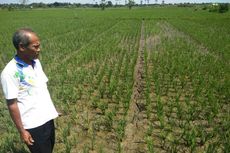 Camat Sebut Dinas PUPR Aceh Utara Belum Tanggapi Soal Kekeringan Sawah