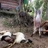 393 Ekor Kambing Mati Mendadak, Pemkot Batam: Bukan Terpapar PMK