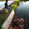 Saat Pengusaha Ikan Koi Merelakan Kebutuhan Ribuan Liter Oksigen Per Hari untuk Kemanusiaan