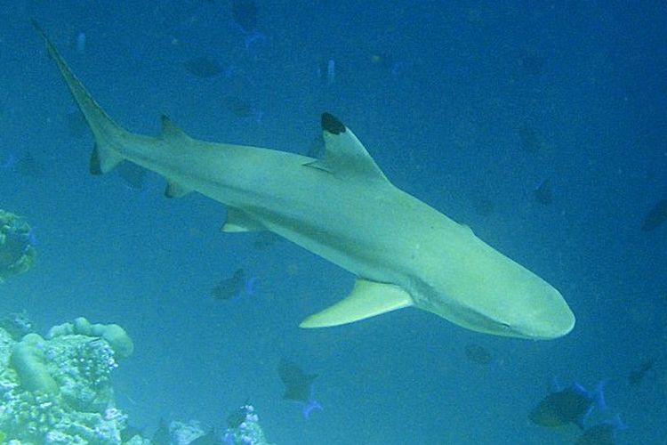 Hiu karang sirip hitam (Carcharhinus melanopterus).