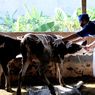 Vaksinasi PMK Tahap 1 di Surabaya, DKPP Targetkan Suntik 600 Ekor Sapi