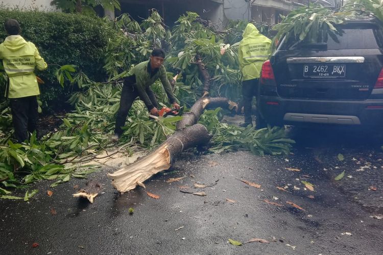 Hujan disertai angin kencang melanda wilayah Jakarta Barat pada Kamis (23/12/2021) sore. Akibatnya, puluhan pohon tumbang di sejumlah titik. 