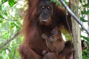 Bayi Orangutan Sumatera Lahir di Cagar Alam Jantho Aceh, Diberi Nama Badar