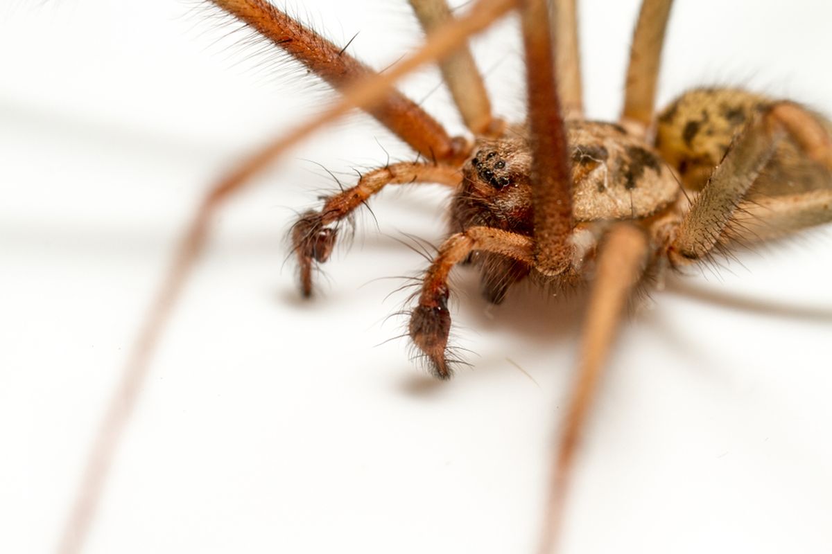 Laba-laba raksasa, Giant House Spider (Tegeneria gigantea). Musim gugur adalam musim kawin bagi laba-laba raksasa, mereka akan menyerbu rumah-rumah di Inggris untuk mencari betina.