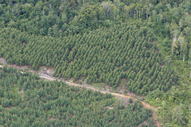 Memanfaatkan Limbah Kulit Kayu Eucalyptus untuk Filter Penangkap CO2