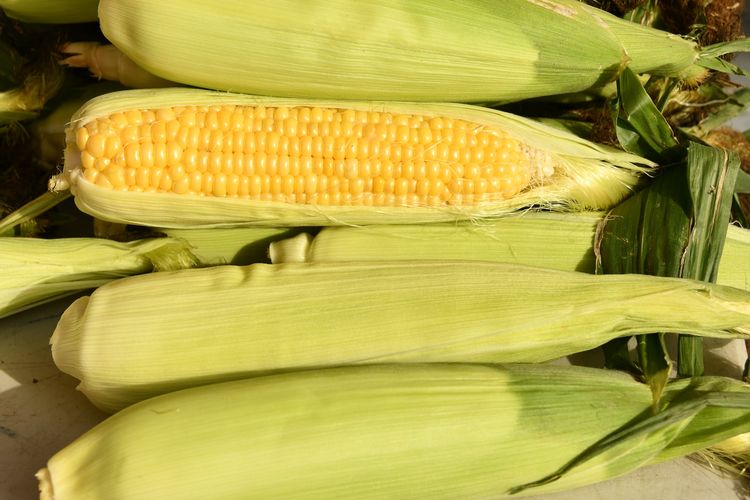 Illustration of the potential bad effects of consuming corn on health.