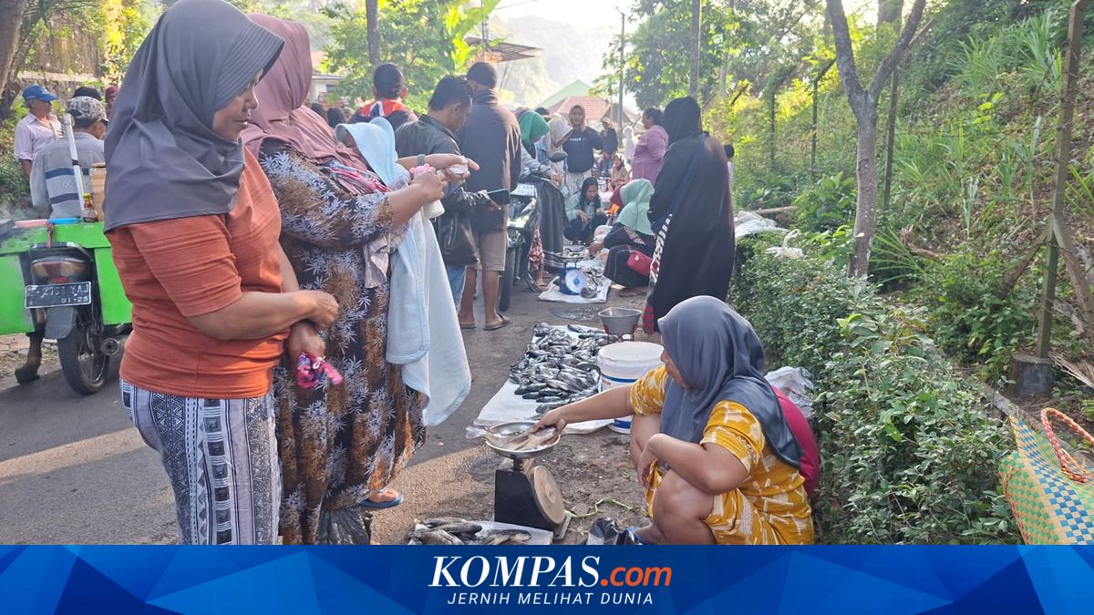 Fenomena Koyo di Ranu Klakah Lumajang, Warga Berburu Ikan "Mabuk"