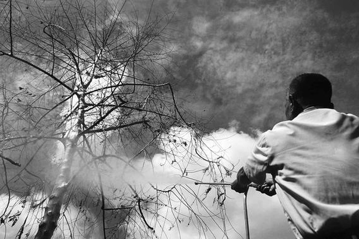 Petugas Unit Pelaksana Teknis Pasar Satwa dan Tanaman Hias menyemprotkan insektisida untuk membasmi ulat bulu yang menyerang  pohon kenanga di Pasar Satwa dan Tanaman Hias Yogyakarta, Dongkelan, DI Yogyakarta, Rabu (13/4).