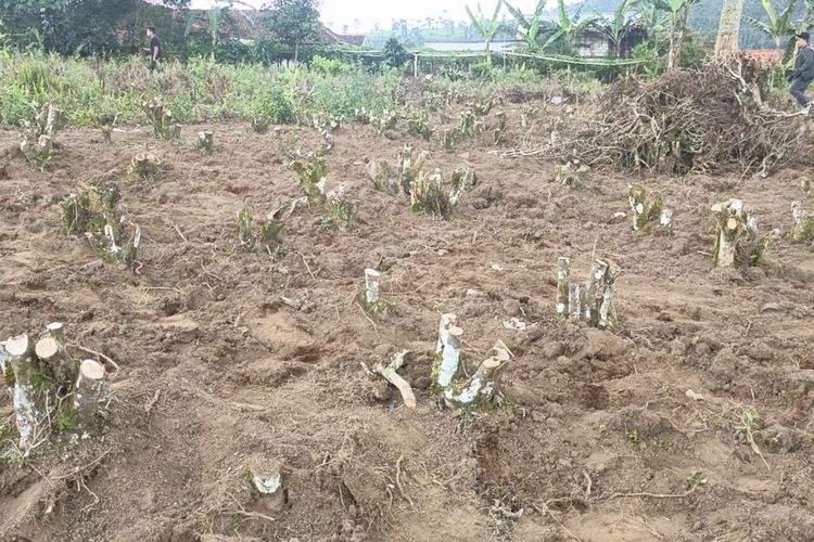 Bupati Bandung Dadang Supriatna, Kapolresta Bandung Kombes Pol Aldi Subartono saat memberikan penjelasan di Perkebunan teh Pangalengan, usai terjadi aksi penyerobotan lahan teh, Sabtu (29/11/2025)