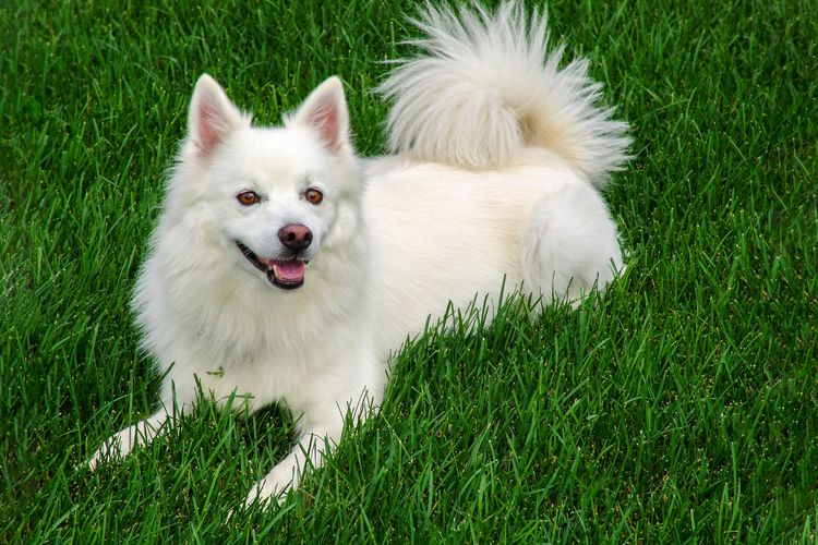 American Eskimo