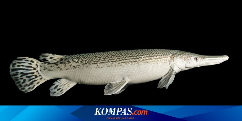 Mengenal Ikan Aligator Tak Boleh Dipelihara Dan Berbahaya Bagi Ekosistem Halaman All Kompas Com Mengenal Ikan Aligator Tak Boleh Dipelihara Dan Berbahaya Bagi Ekosistem Halaman All Kompas Com