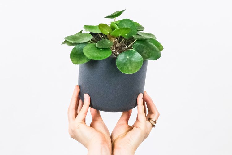 Ilustrasi tanaman hias Chinese Money Plant (Pilea peperomioides). 