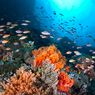 5 Cara Menjaga Kelestarian Sumber Daya Laut