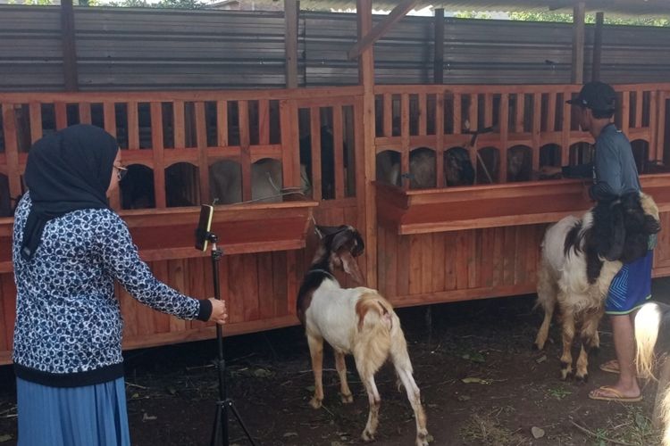 Aktivitas di kandang kambing milik Lucky Aditya yang berada di Jalan Lesanpuro Gang 2, Kota Malang. 