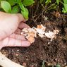 8 Sampah Dapur Ini Bermanfaat untuk Tanaman, Apa Saja?