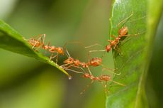 5 Cara Alami Mengusir Semut dari Tanaman