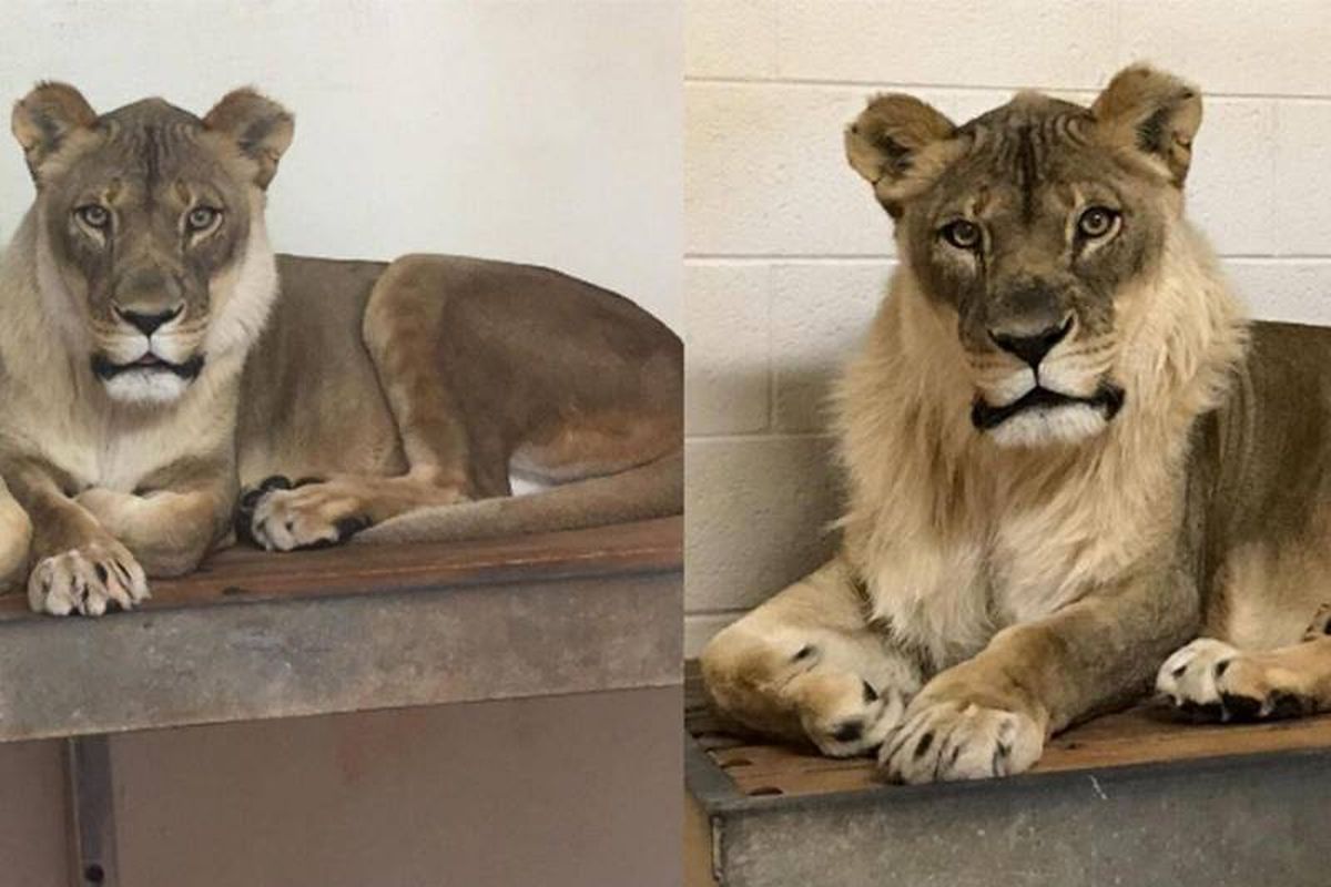 Bridget, singa betina yang memiliki surai. Dia tinggal di kebun binatang Oklahoma City, Amerika Serikat. (Kebun binatang Oklahoma City via The Independent)