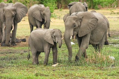Mengapa Gajah Bermigrasi Secara Beriringan?