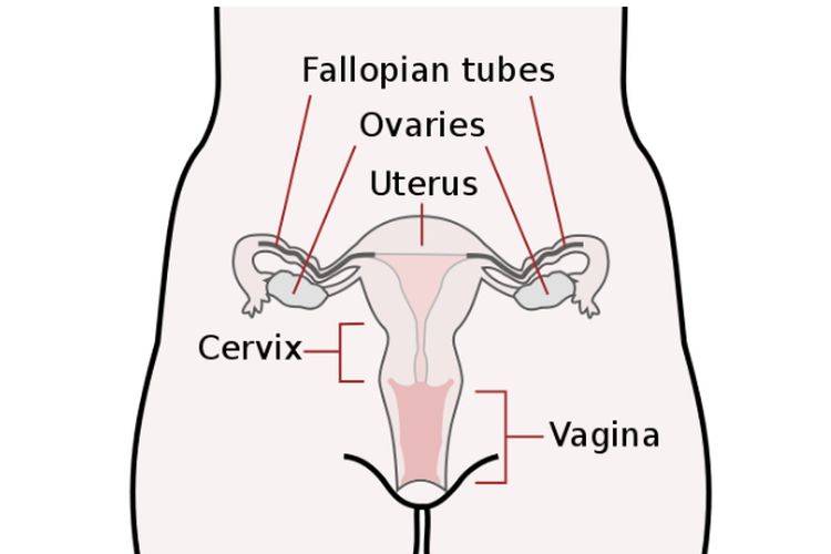 Serviks: Pengertian dan Fungsinya
