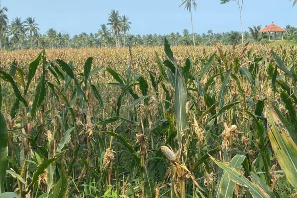Kondisi lahan pertanian warga di Kecamatan Pasrujambe, Kabupaten Lumajang. Hama tikus menyerang lahan pertanian di Lumajang.