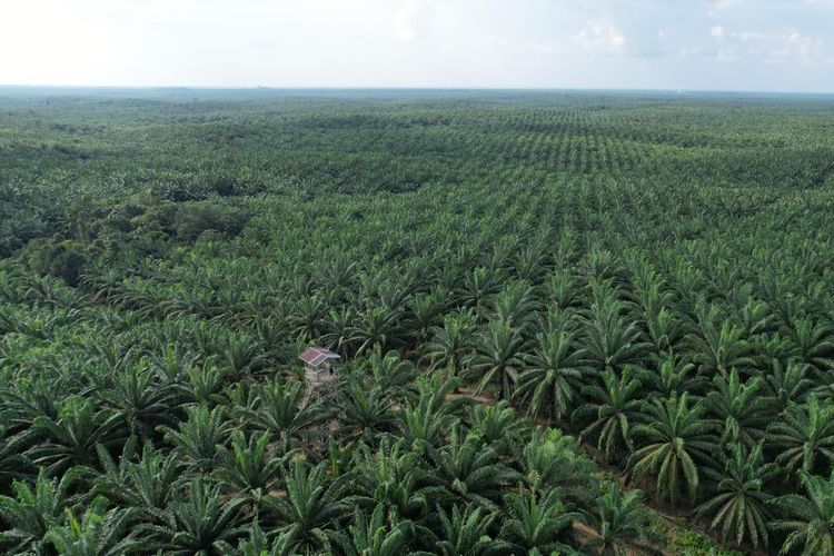 SHGU Habis Masa Berlaku, Apakah Tanah Langsung Diambil Negara?