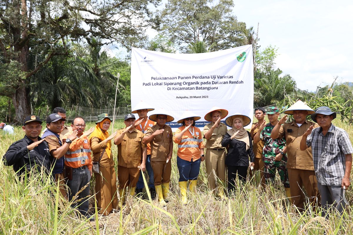 Panen Perdana padi Siporang di Desa Napa, Kecamatan Batangtoru.
