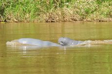 Lima Ekor Pesut Mati di Sungai Mahakam Selama 2019 